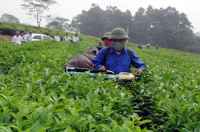 Cơ giới hóa đồng bộ sản xuất chè