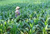 Ngô không hạt - cách khắc phục