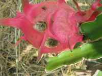 Phòng trừ bệnh thán thư hại thanh long