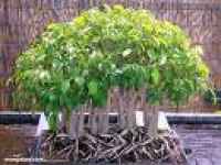 Kỹ thuật bón phân cho cây cảnh và những loại phân thường được sử dung?