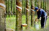 Cách xử lý khi cao su bị sét đánh