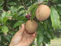 Xin hỏi về cách chiết hồng xiêm Xuân Đỉnh?